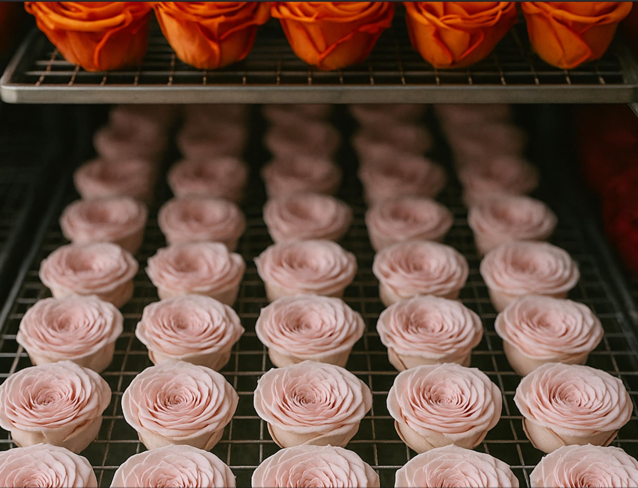 infinity-rose