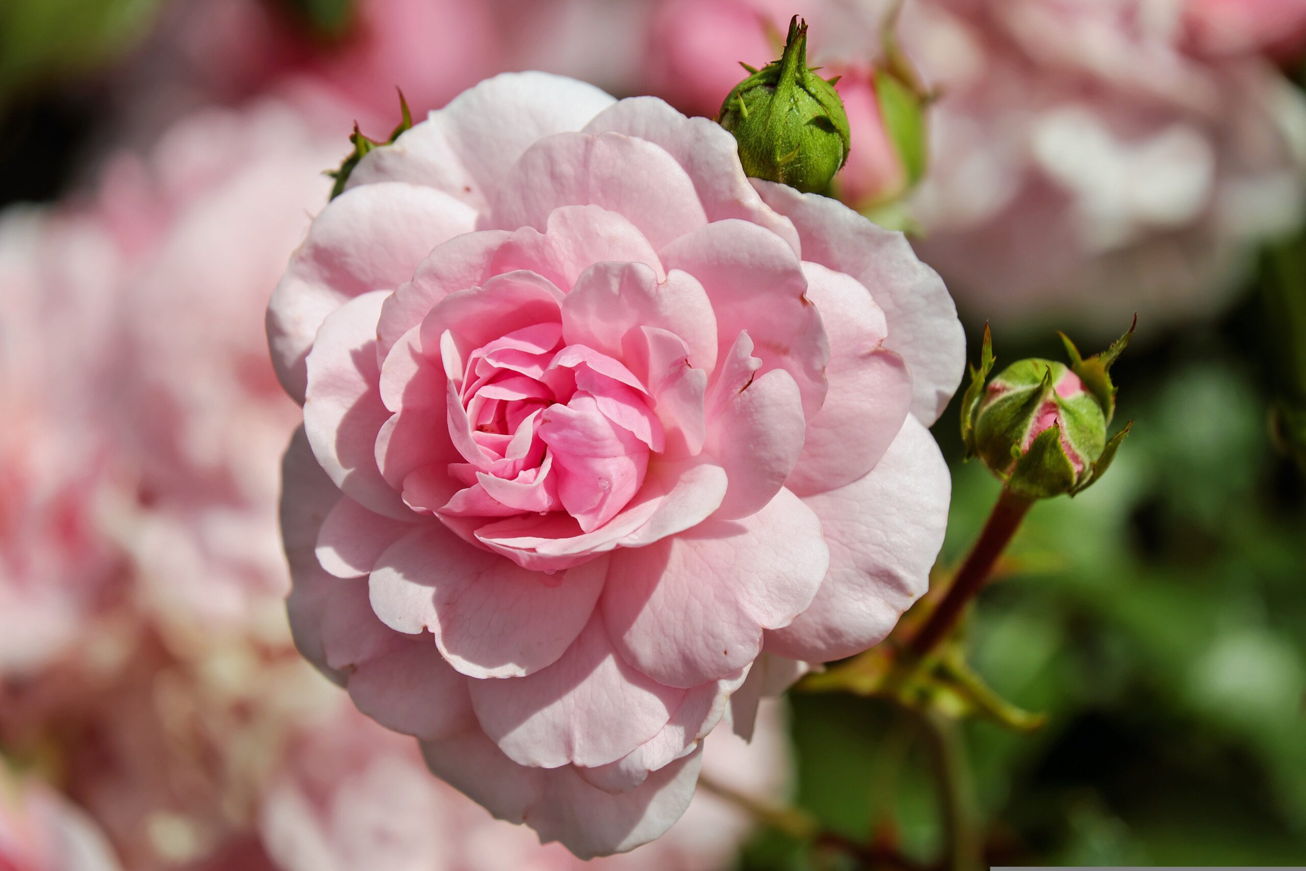 pink-rose